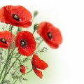 Remembrance Sunday 9 November